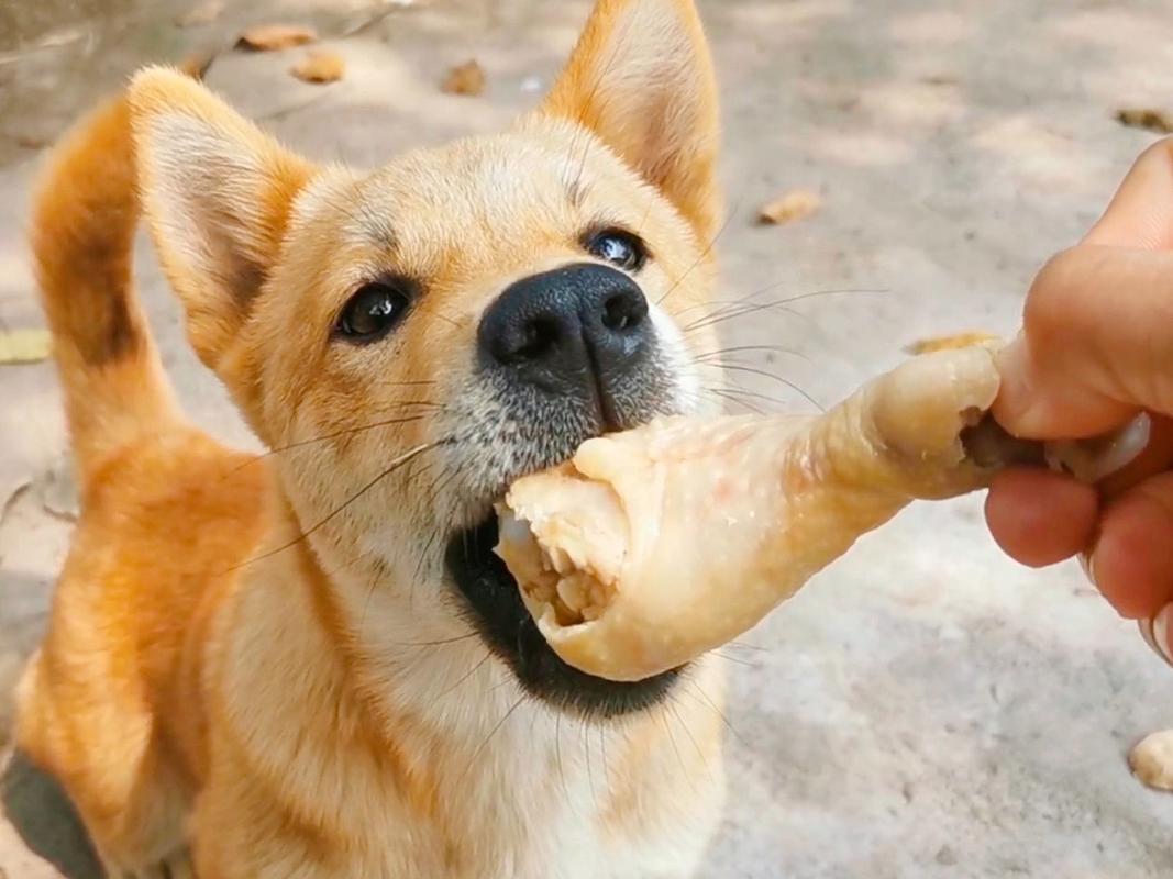 狗狗怀孕能不能吃鸡骨头，狗狗怀孕时可以吃鸡骨头吗？