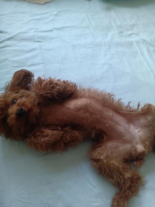 狗狗怀孕能不能吃鸡骨头,狗狗怀孕时可以吃鸡骨头吗?-第5张图片-后鲨宠物 狗狗怀孕能不能吃鸡骨头,狗狗怀孕时可以吃鸡骨头吗?-第5张图片-后鲨宠物