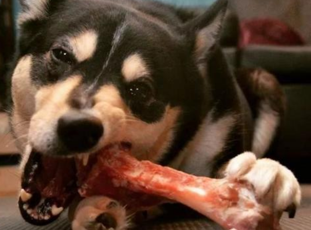 狗狗怀孕能不能吃鸡骨头,狗狗怀孕时可以吃鸡骨头吗?-第6张图片-后鲨宠物 狗狗怀孕能不能吃鸡骨头,狗狗怀孕时可以吃鸡骨头吗?-第6张图片-后鲨宠物