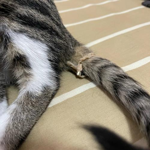 猫咪吃了驱虫药拉稀,猫咪吃了驱虫药拉稀需要止泻药吗?-第3张图片-后鲨宠物 猫咪吃了驱虫药拉稀,猫咪吃了驱虫药拉稀需要止泻药吗?-第3张图片-后鲨宠物