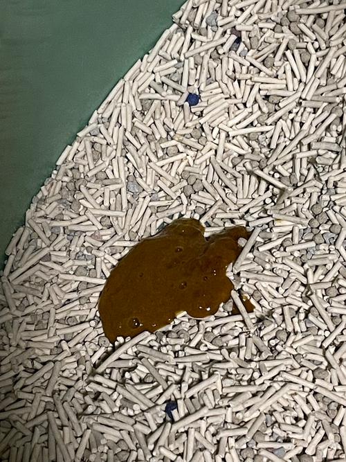 猫咪吃了驱虫药拉稀,猫咪吃了驱虫药拉稀需要止泻药吗?-第5张图片-后鲨宠物 猫咪吃了驱虫药拉稀,猫咪吃了驱虫药拉稀需要止泻药吗?-第5张图片-后鲨宠物