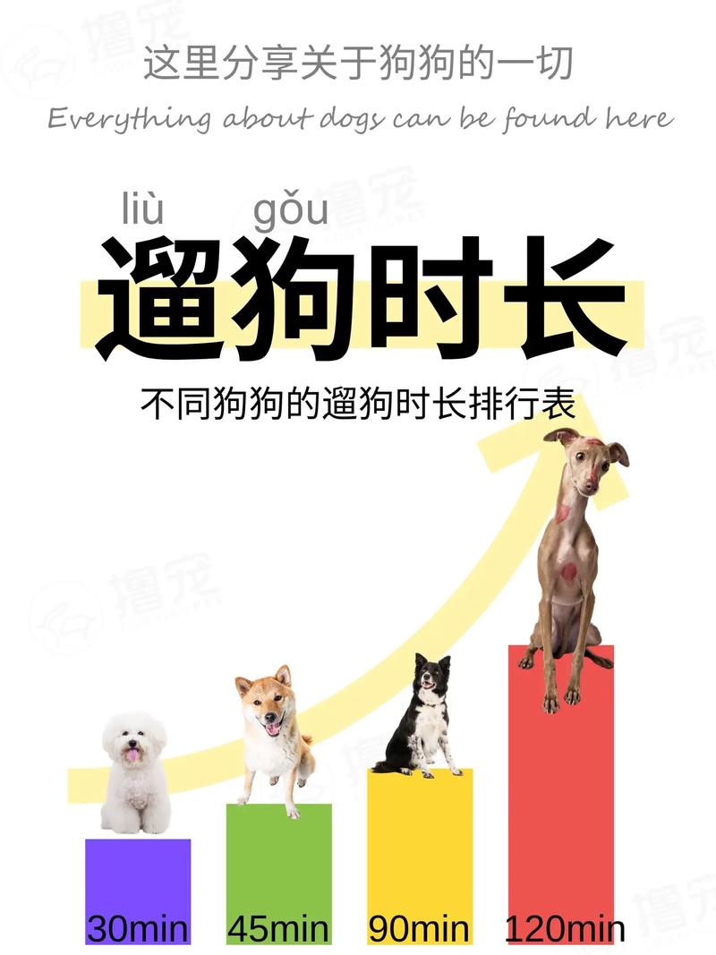 狗狗多久遛一次_狗狗多长时间遛一次-第2张图片-后鲨宠物 狗狗多久遛一次_狗狗多长时间遛一次-第2张图片-后鲨宠物