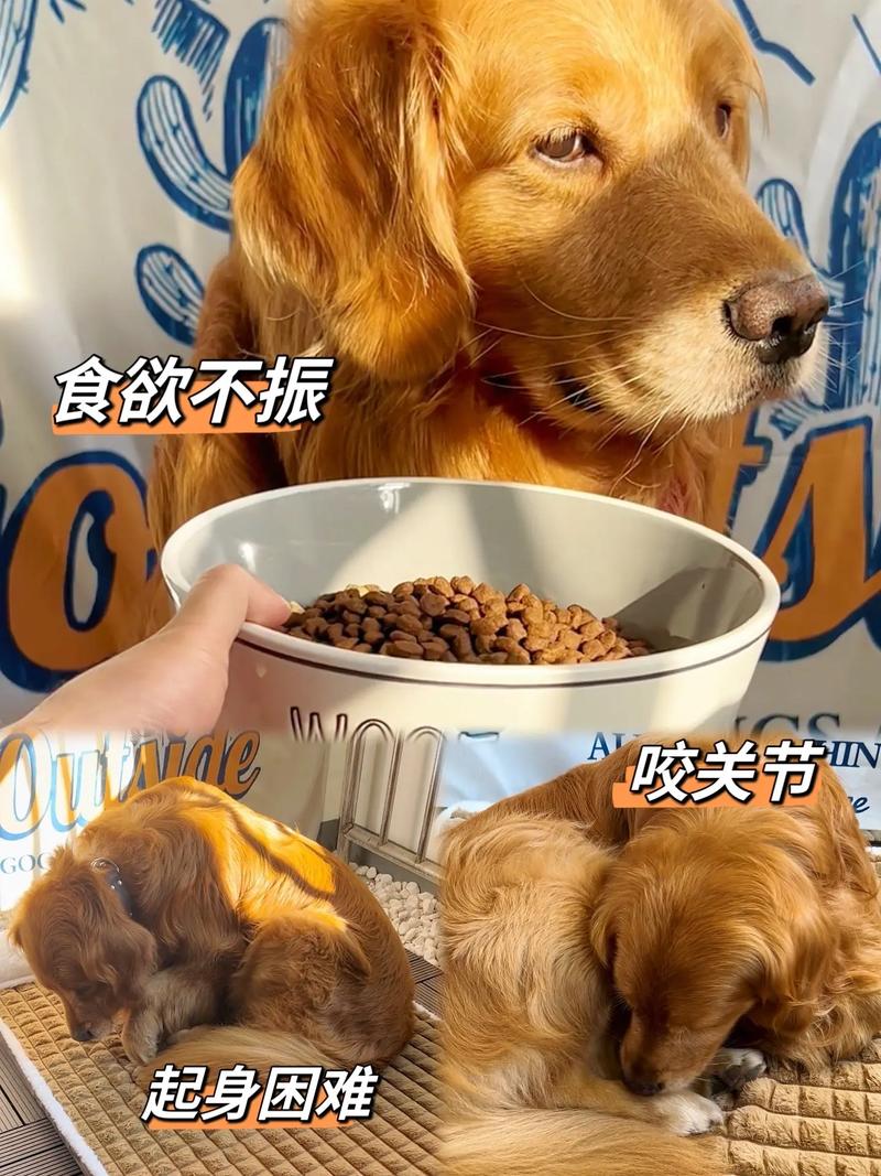 狗狗多大可以吃钙片,狗狗多大可以吃钙片维生素-第2张图片-后鲨宠物 狗狗多大可以吃钙片,狗狗多大可以吃钙片维生素-第2张图片-后鲨宠物