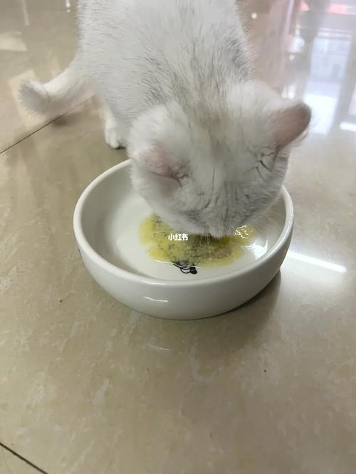 猫咪可以吃小米粥吗,猫咪可以吃小米粥吗-第5张图片-后鲨宠物 猫咪可以吃小米粥吗,猫咪可以吃小米粥吗-第5张图片-后鲨宠物