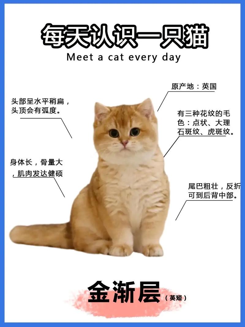 猫咪几个月怀孕,猫咪几个月怀孕几个月生?-第2张图片-后鲨宠物 猫咪几个月怀孕,猫咪几个月怀孕几个月生?-第2张图片-后鲨宠物