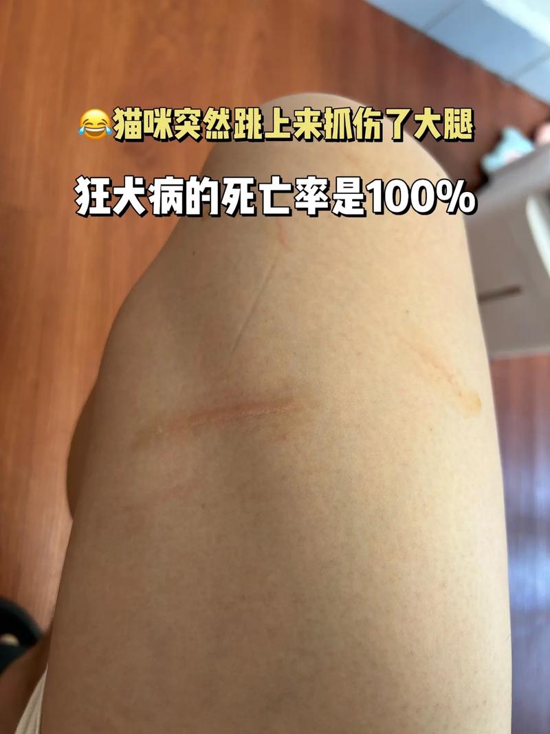  猫咪腿断了能自愈吗，猫咪腿断了该怎么办