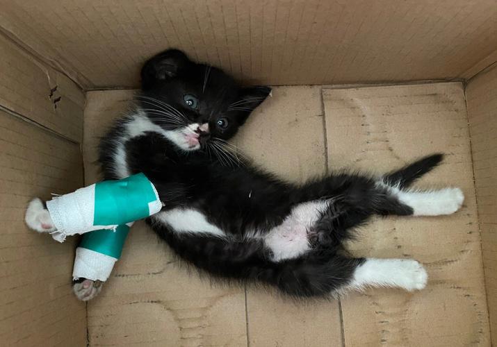 猫咪腿断了能自愈吗,猫咪腿断了该怎么办-第3张图片-后鲨宠物 猫咪腿断了能自愈吗,猫咪腿断了该怎么办-第3张图片-后鲨宠物