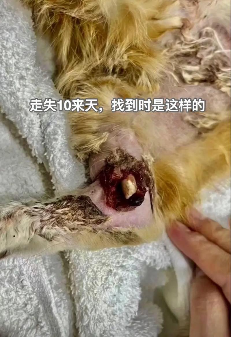 猫咪腿断了能自愈吗,猫咪腿断了该怎么办-第4张图片-后鲨宠物 猫咪腿断了能自愈吗,猫咪腿断了该怎么办-第4张图片-后鲨宠物