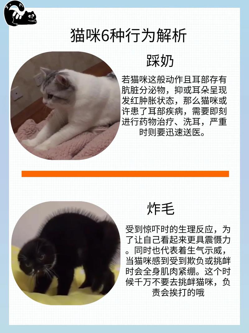 怎么让猫咪踩奶，如何能让猫咪踩奶
