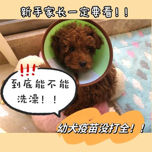 狗狗打针几天可以洗澡,狗狗打针后多久洗澡?-第5张图片-后鲨宠物 狗狗打针几天可以洗澡,狗狗打针后多久洗澡?-第5张图片-后鲨宠物