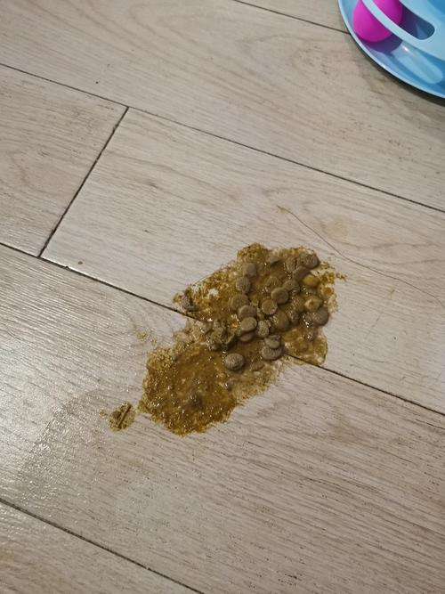猫咪吐猫粮怎么回事_猫猫吐猫粮是什么情况-第5张图片-后鲨宠物 猫咪吐猫粮怎么回事_猫猫吐猫粮是什么情况-第5张图片-后鲨宠物