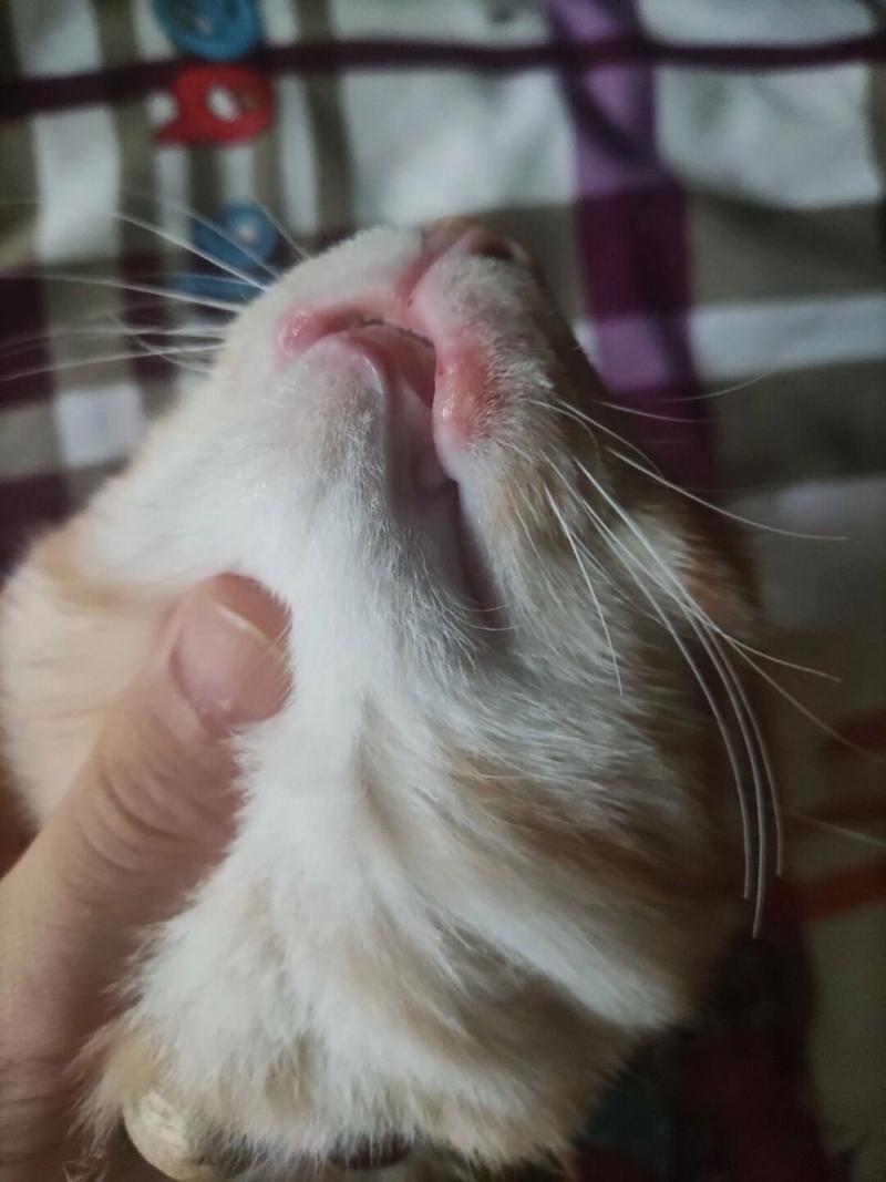 猫咪上火的症状_猫咪上火的症状眼睛-第3张图片-后鲨宠物 猫咪上火的症状_猫咪上火的症状眼睛-第3张图片-后鲨宠物