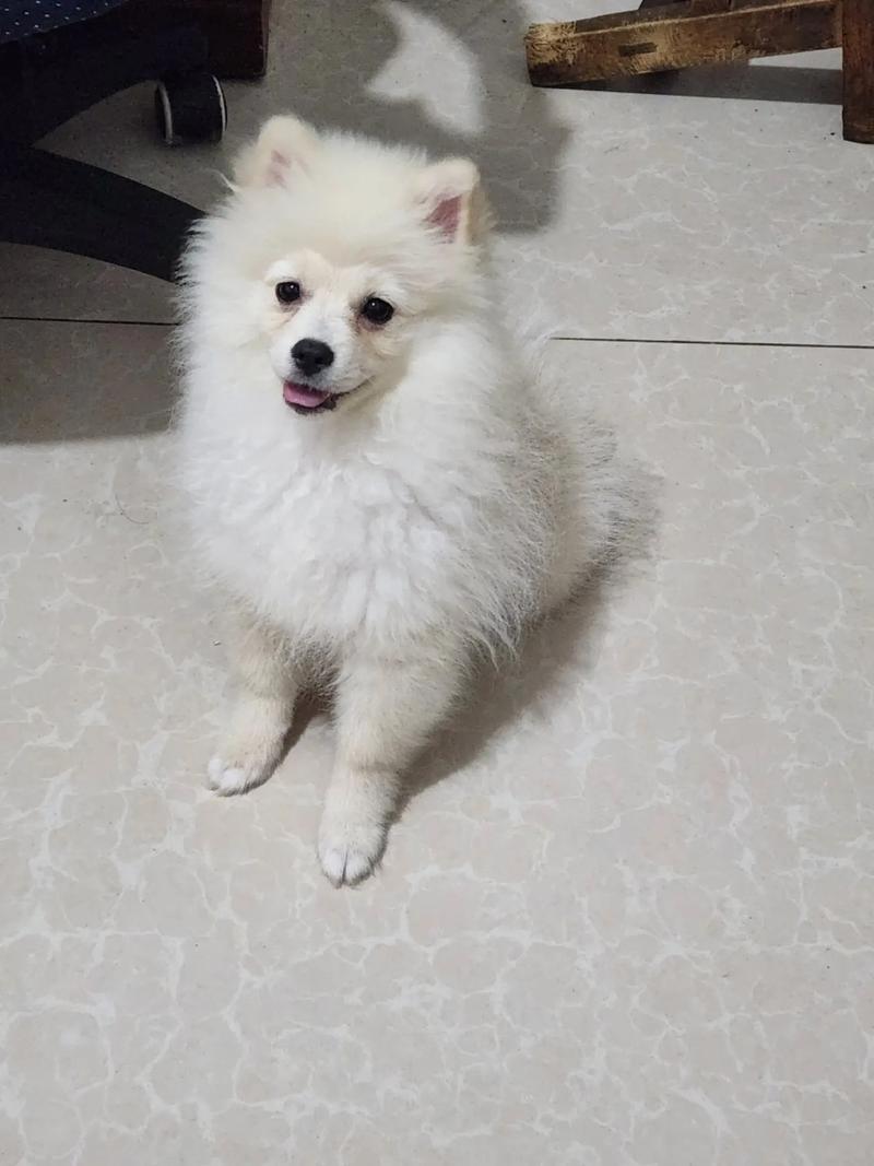 狗狗尴尬期是什么意思_狗狗尴尬期是啥-第2张图片-后鲨宠物 狗狗尴尬期是什么意思_狗狗尴尬期是啥-第2张图片-后鲨宠物