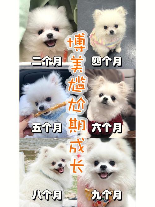 狗狗尴尬期是什么意思_狗狗尴尬期是啥-第4张图片-后鲨宠物 狗狗尴尬期是什么意思_狗狗尴尬期是啥-第4张图片-后鲨宠物