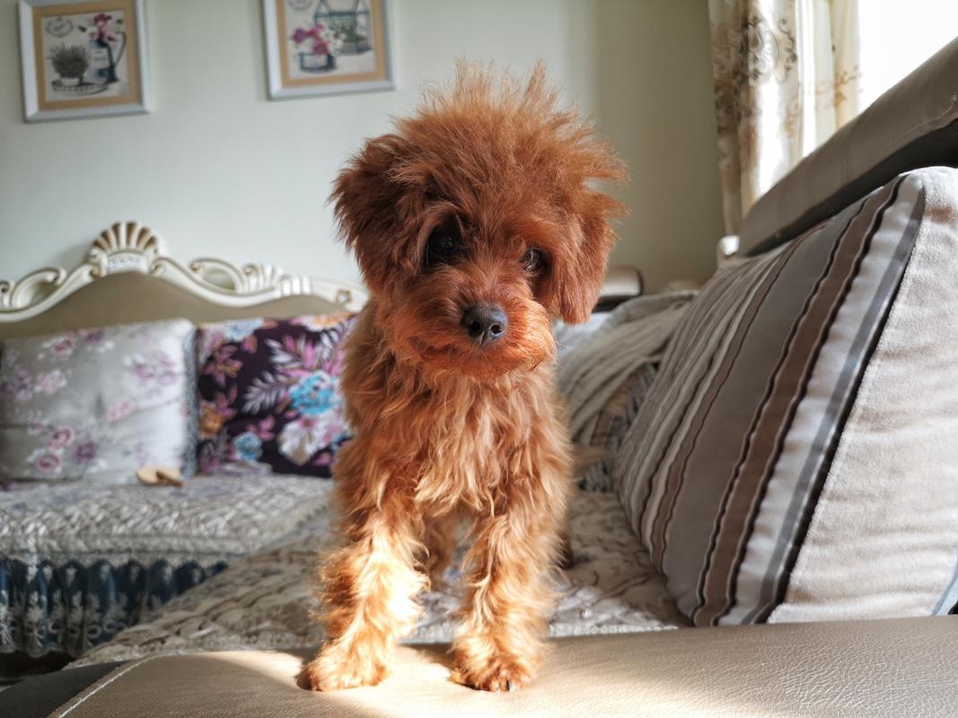 狗狗尴尬期是什么意思_狗狗尴尬期是啥-第6张图片-后鲨宠物 狗狗尴尬期是什么意思_狗狗尴尬期是啥-第6张图片-后鲨宠物