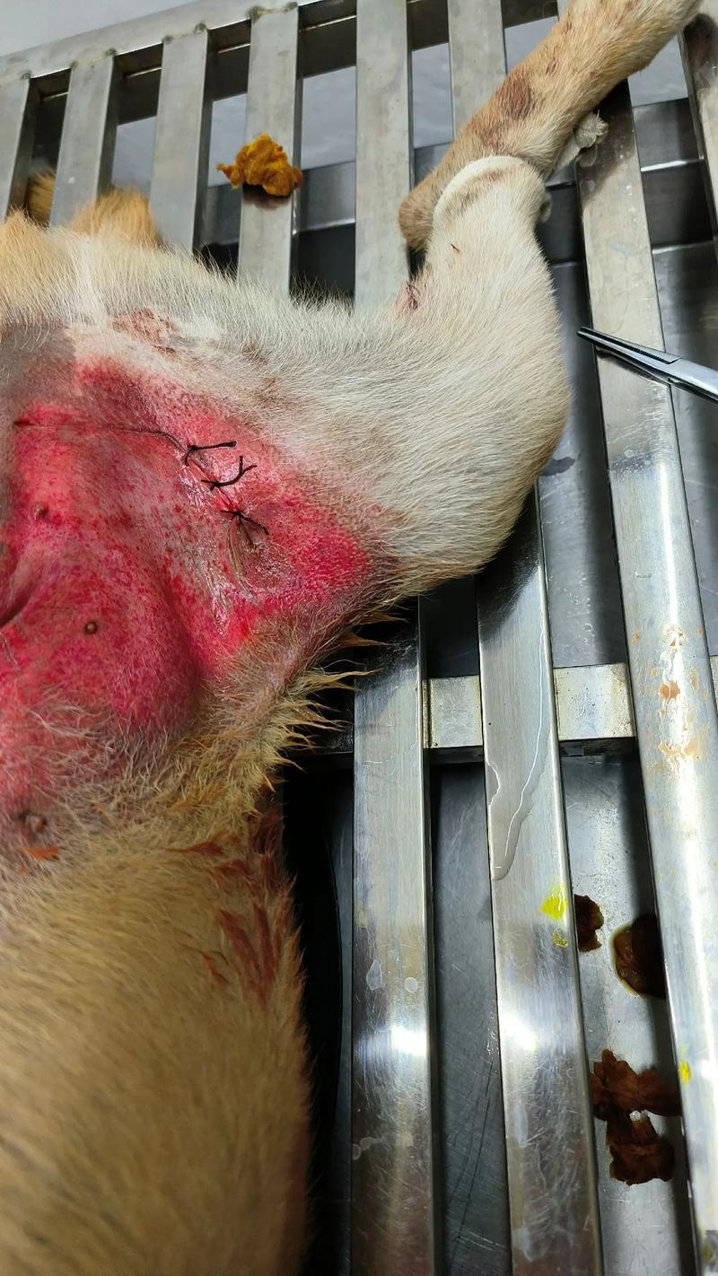  狗狗可以用云南白药吗，小狗能用云南白药吗?-第2张图片-后鲨宠物