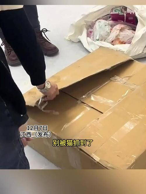  猫咪怎么寄快递，猫狗怎么寄快递-第5张图片-后鲨宠物