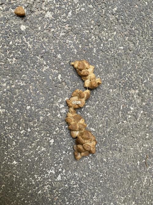 猫咪吐没消化的猫粮，猫咪吐没消化的猫粮和拉稀？