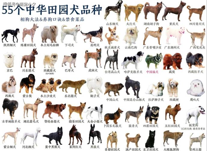 常见的狗狗品种,常见的狗狗品种介绍-第5张图片-后鲨宠物 常见的狗狗品种,常见的狗狗品种介绍-第5张图片-后鲨宠物