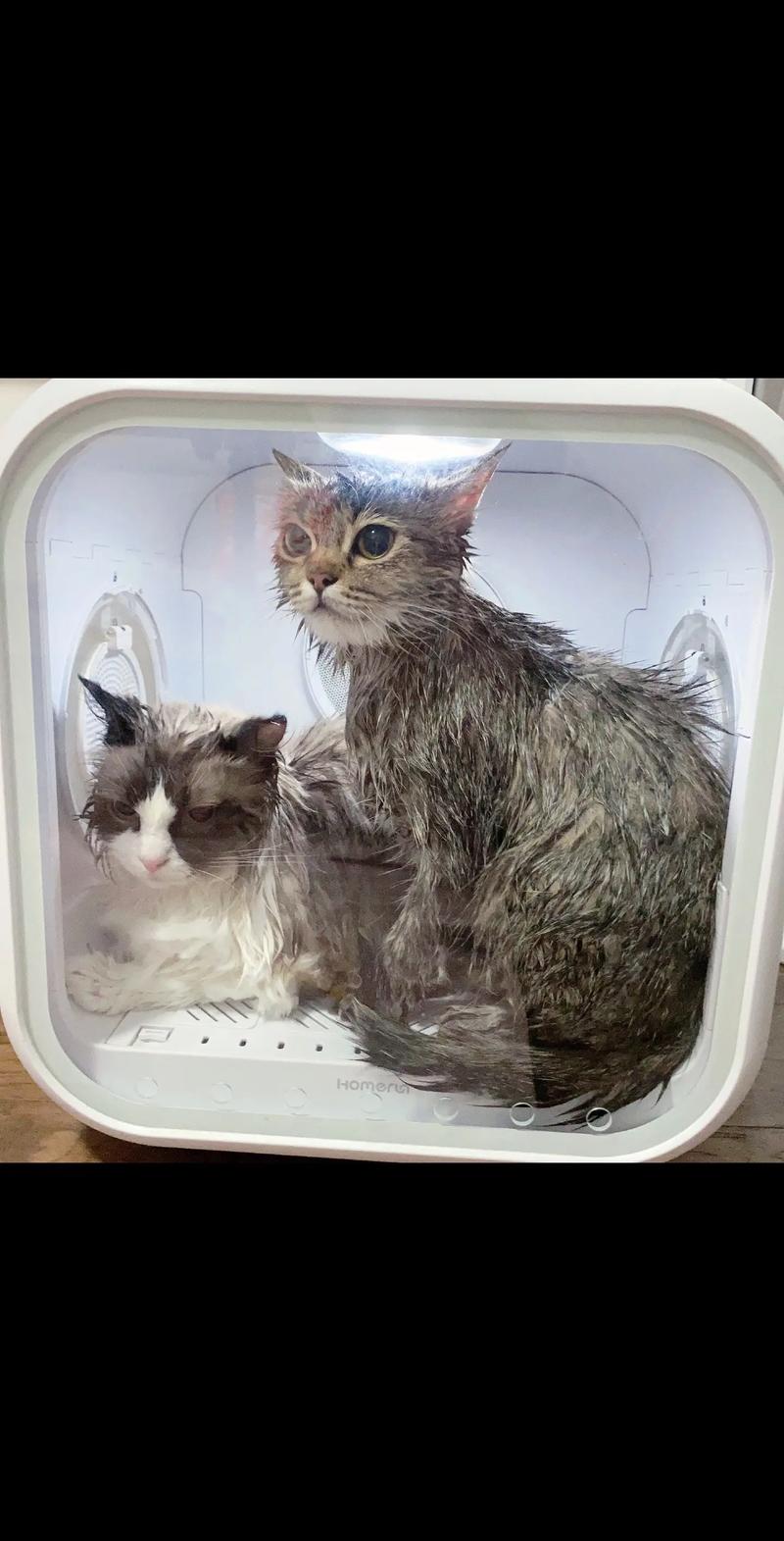 一个月大的猫咪可以洗澡吗,一个月的猫咪可以洗澡么-第2张图片-后鲨宠物 一个月大的猫咪可以洗澡吗,一个月的猫咪可以洗澡么-第2张图片-后鲨宠物