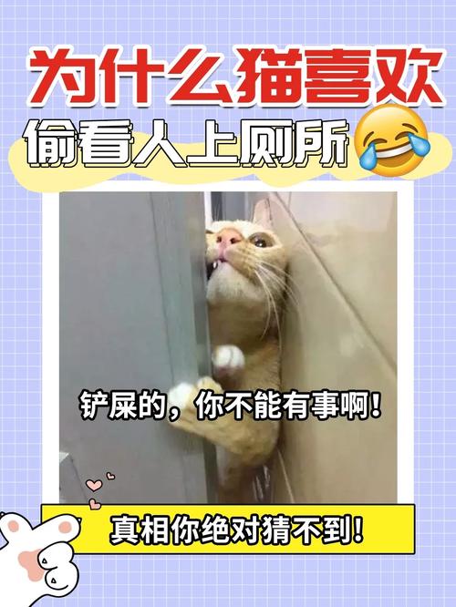 为什么猫咪喜欢看人上厕所的简单介绍-第5张图片-后鲨宠物 为什么猫咪喜欢看人上厕所的简单介绍-第5张图片-后鲨宠物
