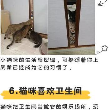 为什么猫咪喜欢看人上厕所的简单介绍-第6张图片-后鲨宠物 为什么猫咪喜欢看人上厕所的简单介绍-第6张图片-后鲨宠物