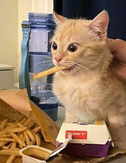 猫咪能吃辣条吗_猫咪能吃辣条吗为什么-第3张图片-后鲨宠物 猫咪能吃辣条吗_猫咪能吃辣条吗为什么-第3张图片-后鲨宠物