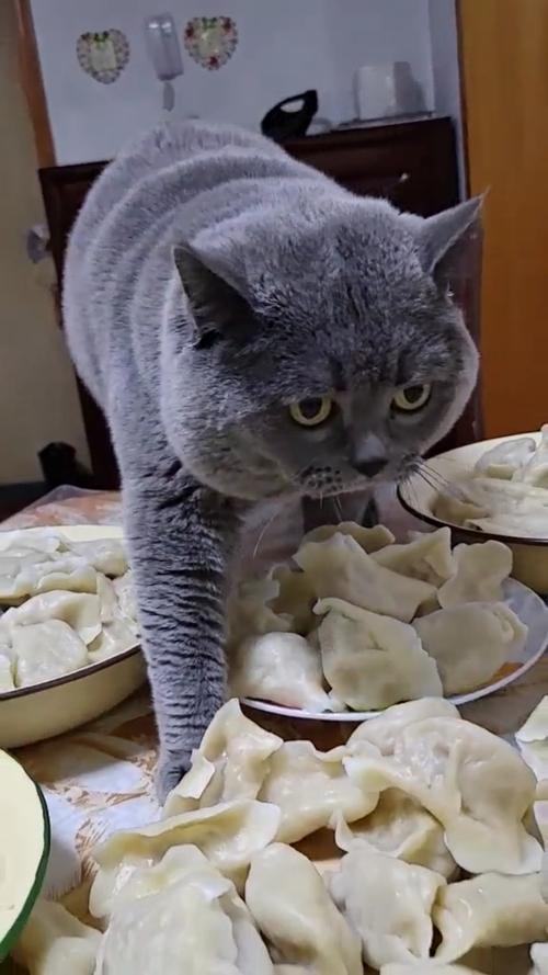 猫咪能吃饺子吗，猫咪能吃饺子吗为什么？