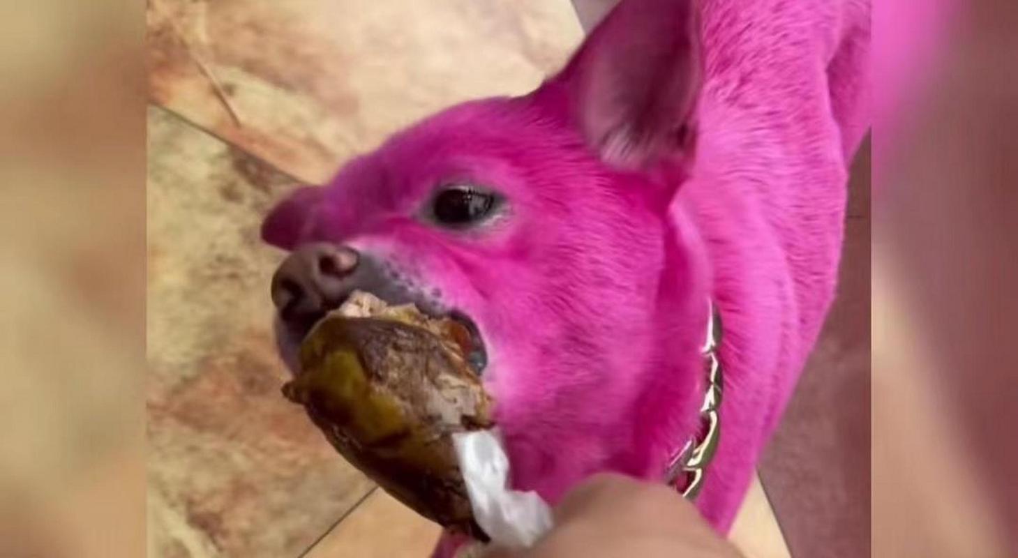 狗狗能吃火龙果吗_狗狗能吃火龙果吗 泰迪-第2张图片-后鲨宠物 狗狗能吃火龙果吗_狗狗能吃火龙果吗 泰迪-第2张图片-后鲨宠物