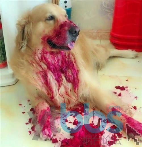 狗狗能吃火龙果吗_狗狗能吃火龙果吗 泰迪-第5张图片-后鲨宠物 狗狗能吃火龙果吗_狗狗能吃火龙果吗 泰迪-第5张图片-后鲨宠物