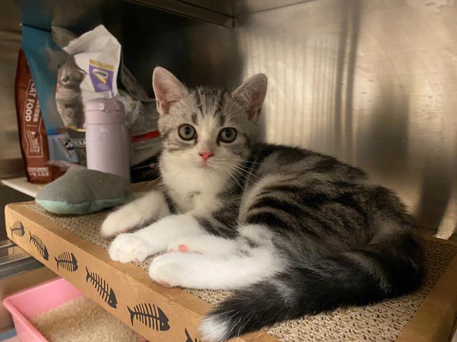 三个月猫咪多重_三个月猫 多重