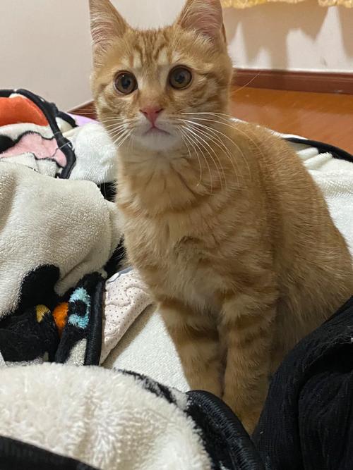 三个月猫咪多重_三个月猫 多重-第4张图片-后鲨宠物 三个月猫咪多重_三个月猫 多重-第4张图片-后鲨宠物