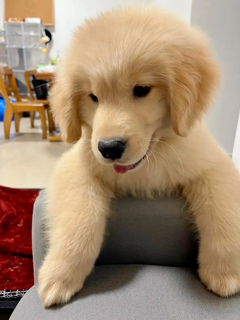 狗狗独自在家能呆几天，狗狗独自在家能呆几天啊？-第4张图片-后鲨宠物