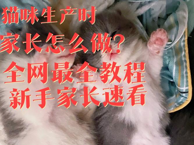 怎么帮助猫咪生产_怎么帮助猫咪生产按摩-第4张图片-后鲨宠物