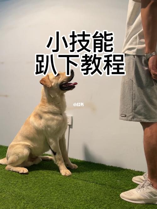 怎么教狗狗趴下_怎么教狗狗趴着