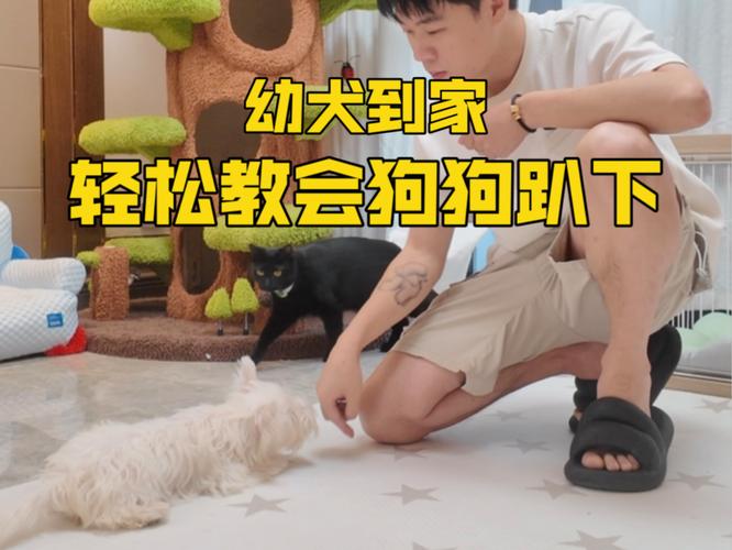 怎么教狗狗趴下_怎么教狗狗趴着-第4张图片-后鲨宠物 怎么教狗狗趴下_怎么教狗狗趴着-第4张图片-后鲨宠物