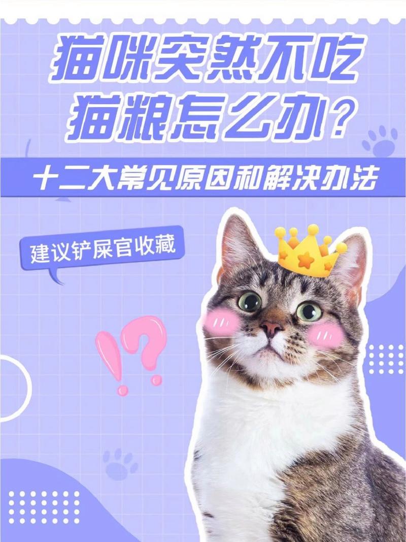 猫咪不喜欢吃猫粮_猫咪不喜欢吃猫粮的表现-第6张图片-后鲨宠物 猫咪不喜欢吃猫粮_猫咪不喜欢吃猫粮的表现-第6张图片-后鲨宠物
