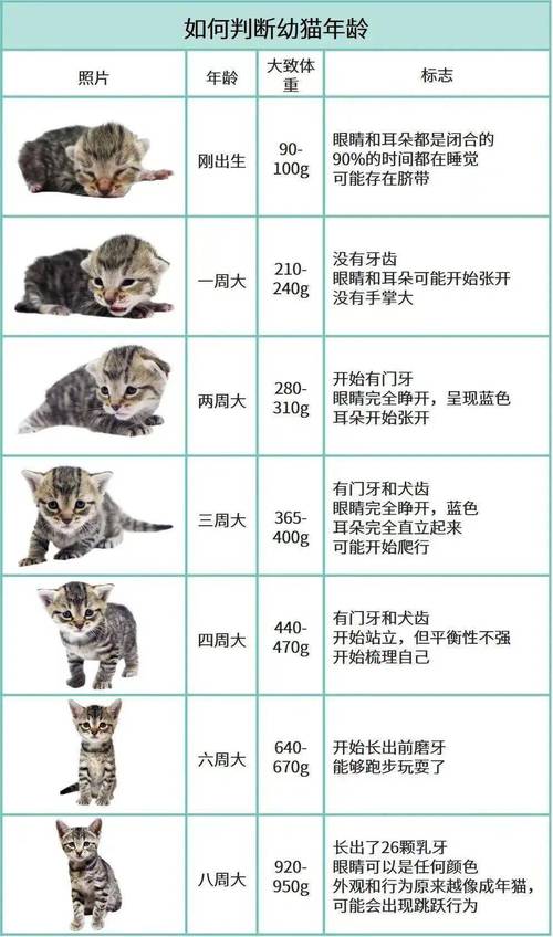 怎么辨别猫咪年龄,怎样辨别猫的年龄?-第5张图片-后鲨宠物 怎么辨别猫咪年龄,怎样辨别猫的年龄?-第5张图片-后鲨宠物