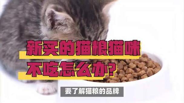 猫咪不吃新猫粮怎么办,猫咪不爱吃新粮怎么办-第5张图片-后鲨宠物 猫咪不吃新猫粮怎么办,猫咪不爱吃新粮怎么办-第5张图片-后鲨宠物