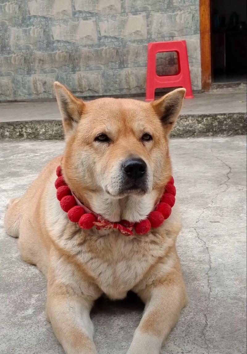 狗狗得了细小病毒能自愈吗,狗狗得了细小病毒能自愈吗视频?-第5张图片-后鲨宠物 狗狗得了细小病毒能自愈吗,狗狗得了细小病毒能自愈吗视频?-第5张图片-后鲨宠物