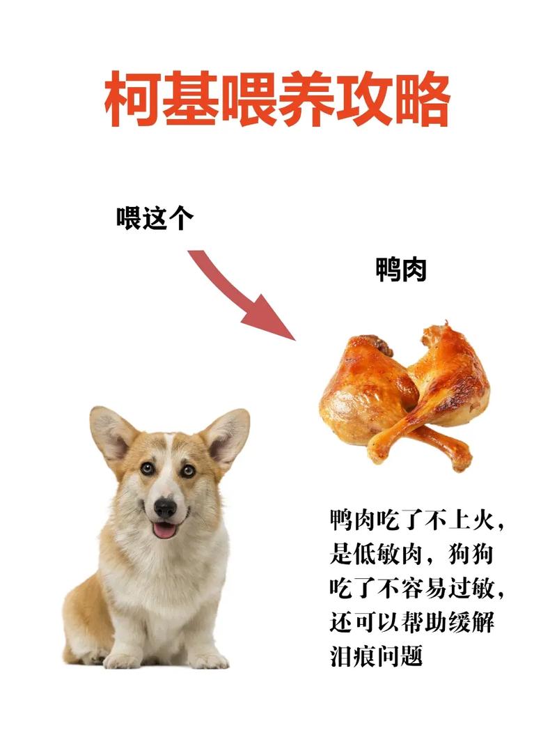 狗狗吃什么可以降火,狗狗吃什么可以降火?-第4张图片-后鲨宠物 狗狗吃什么可以降火,狗狗吃什么可以降火?-第4张图片-后鲨宠物