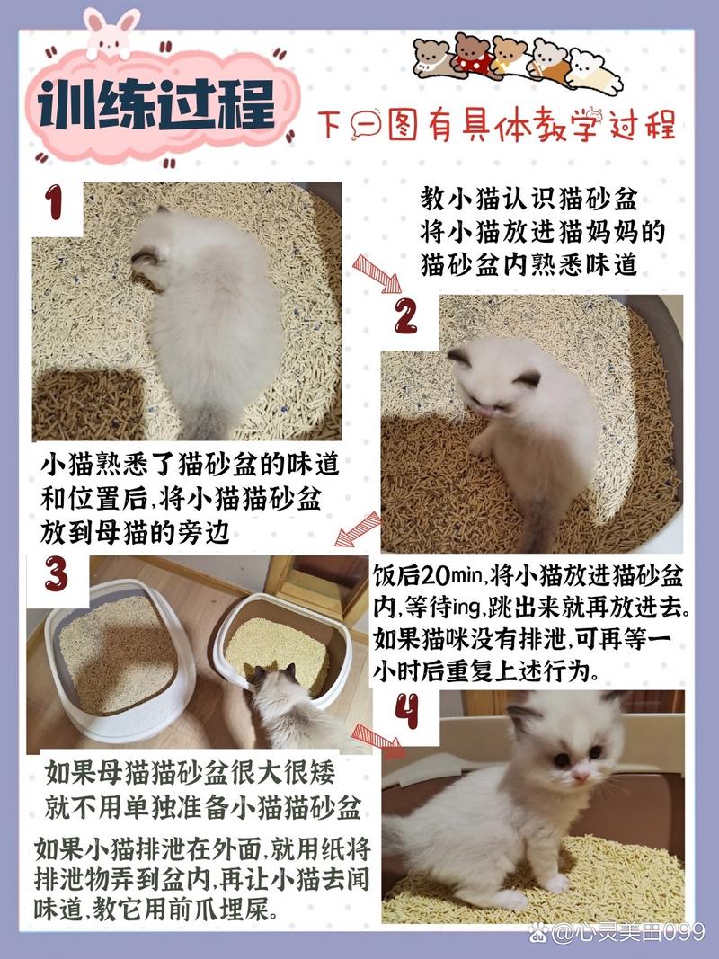 如何教猫咪用猫砂,如何教猫咪用猫砂??-第4张图片-后鲨宠物 如何教猫咪用猫砂,如何教猫咪用猫砂??-第4张图片-后鲨宠物