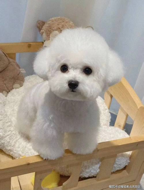 狗狗能喝小米粥吗,狗狗能喝小米粥吗有营养吗-第2张图片-后鲨宠物 狗狗能喝小米粥吗,狗狗能喝小米粥吗有营养吗-第2张图片-后鲨宠物