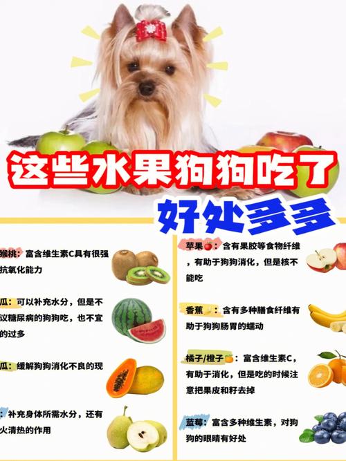 狗狗能吃水果吗_狗狗能吃水果吗泰迪-第5张图片-后鲨宠物 狗狗能吃水果吗_狗狗能吃水果吗泰迪-第5张图片-后鲨宠物