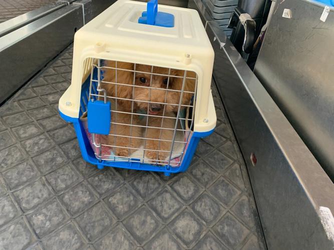 飞机托运狗狗安全吗，飞机托运狗狗安全吗知乎？-第3张图片-后鲨宠物