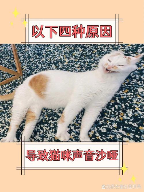 猫咪嗓子哑了吃什么药,猫咪喉咙哑了是怎么回事-第1张图片-后鲨宠物 猫咪嗓子哑了吃什么药,猫咪喉咙哑了是怎么回事-第1张图片-后鲨宠物