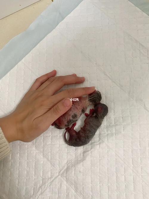  猫咪认生怎么办，猫咪认生藏起来不出来怎么办