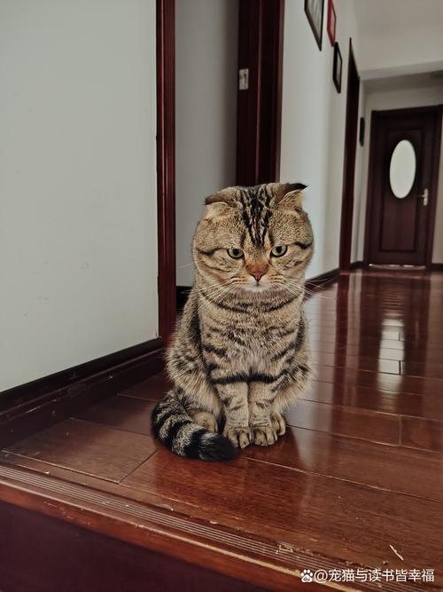  猫咪认生怎么办，猫咪认生藏起来不出来怎么办-第2张图片-后鲨宠物