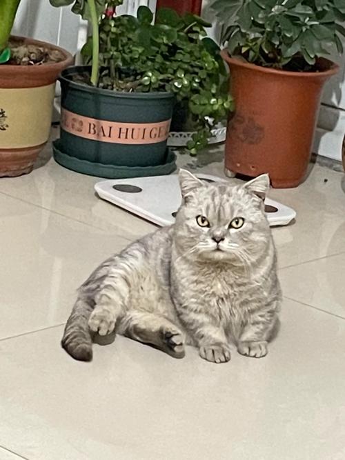  猫咪认生怎么办，猫咪认生藏起来不出来怎么办-第4张图片-后鲨宠物