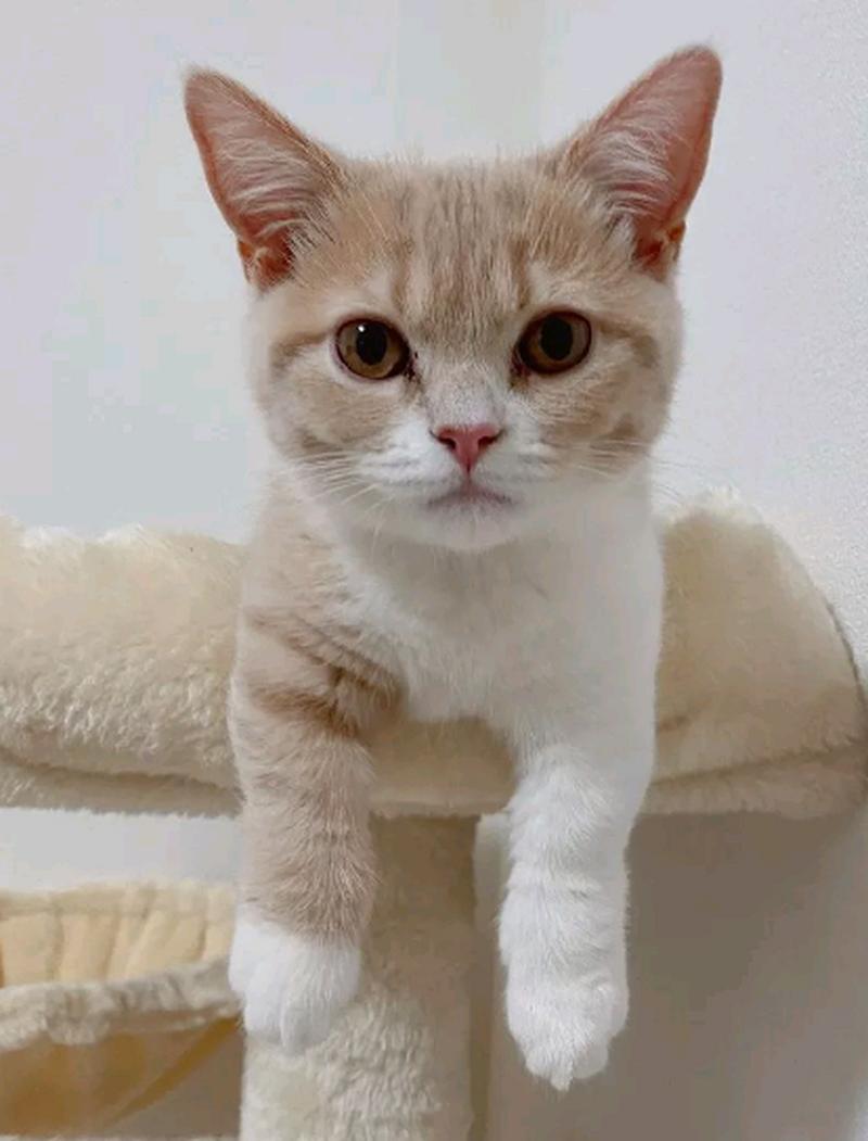  猫咪认生怎么办，猫咪认生藏起来不出来怎么办-第5张图片-后鲨宠物